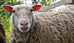 Dolly was a cloned sheep similar to this sheep