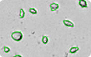 Irregular shaped Cells