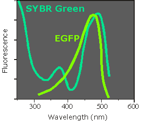 Excitation spectra of SYBR Green and EGFP