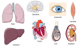 Organotypic characteristics in tissue oxygenation and O2 metabolism