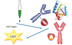 SPARCL Assays